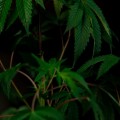 Are there any other cannabinoids in a hemp-derived or marijuana-derived delta 8 preroll besides thc and cbd?