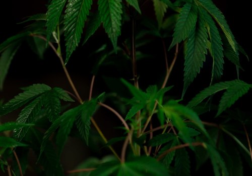 Are there any other cannabinoids in a hemp-derived or marijuana-derived delta 8 preroll besides thc and cbd?